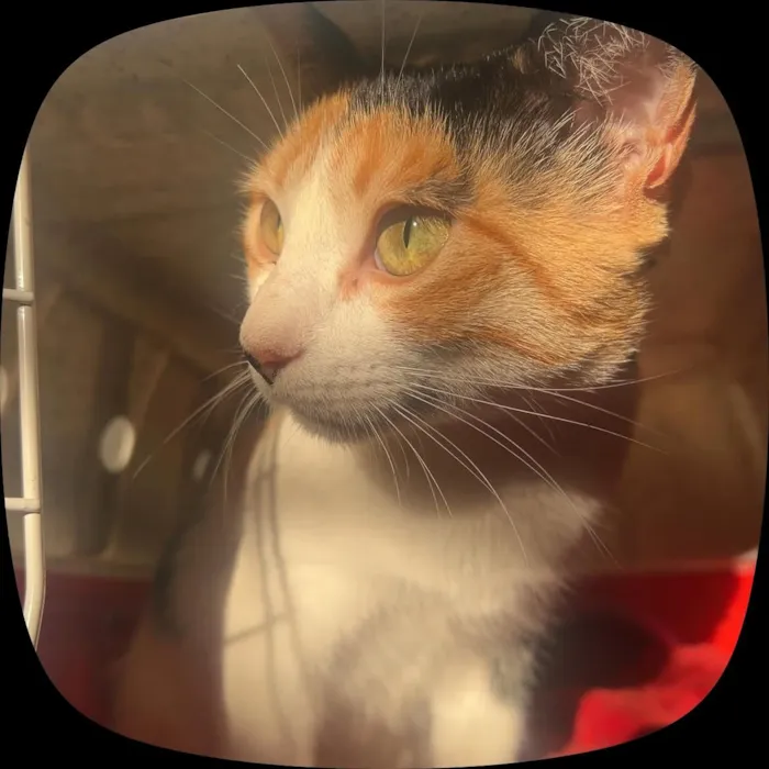 Gato raça SRD-ViraLata idade 2 anos nome Jade