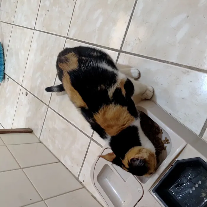 Gato raça SRD-ViraLata idade 2 anos nome Jade