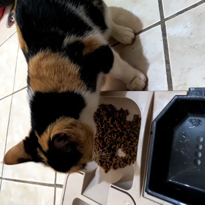 Gato raça SRD-ViraLata idade 2 anos nome Jade