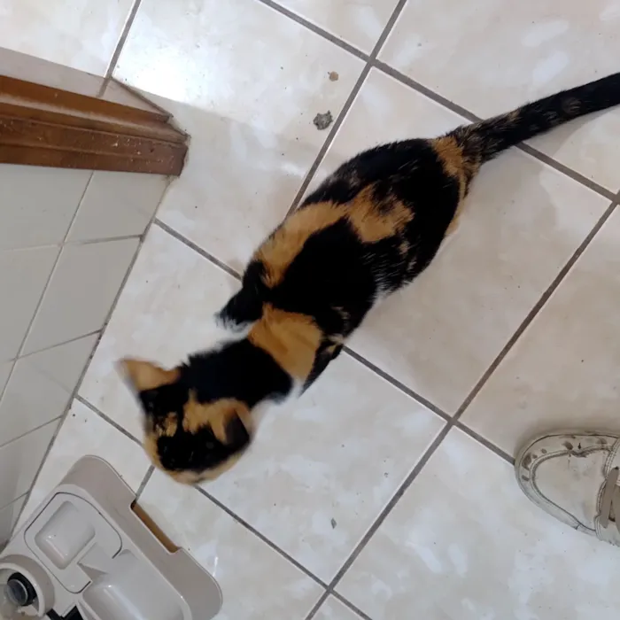 Gato raça SRD-ViraLata idade 2 anos nome Jade