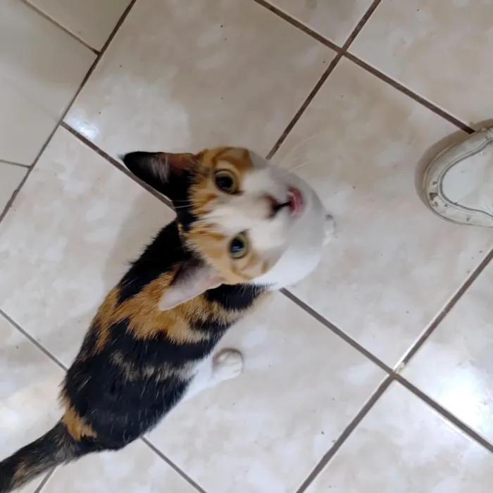 Gato raça SRD-ViraLata idade 2 anos nome Jade