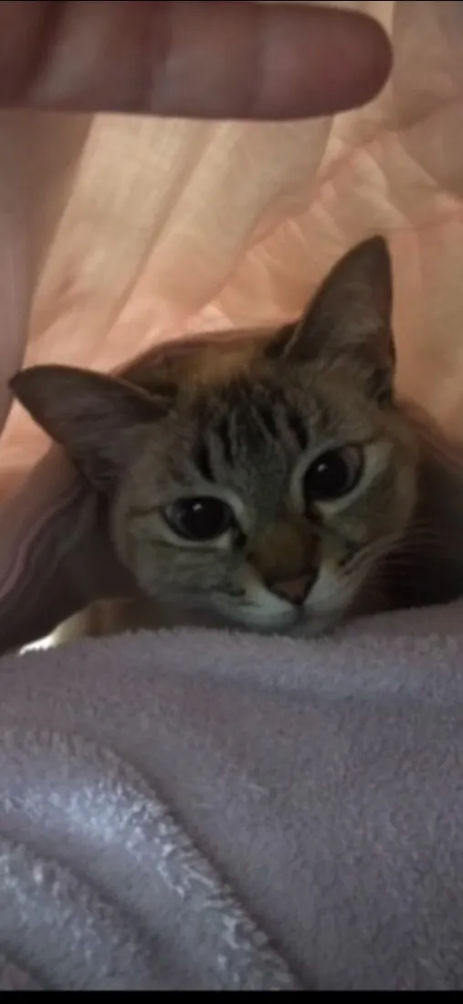 Gato raça SRD-ViraLata idade 6 ou mais anos nome Gucci