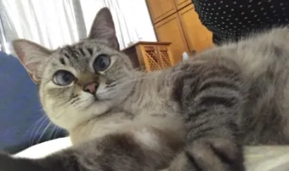 Gato raça SRD-ViraLata idade 6 ou mais anos nome Gucci