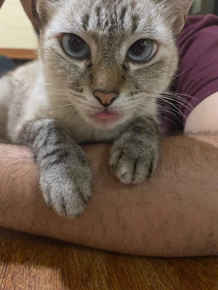 Gato raça SRD-ViraLata idade 6 ou mais anos nome Gucci