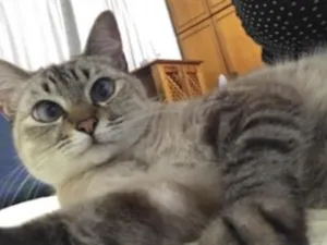 Gato raça SRD-ViraLata idade 6 ou mais anos nome Gucci