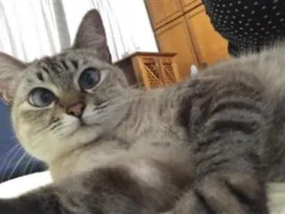 Gato raça SRD-ViraLata idade 6 ou mais anos nome Gucci