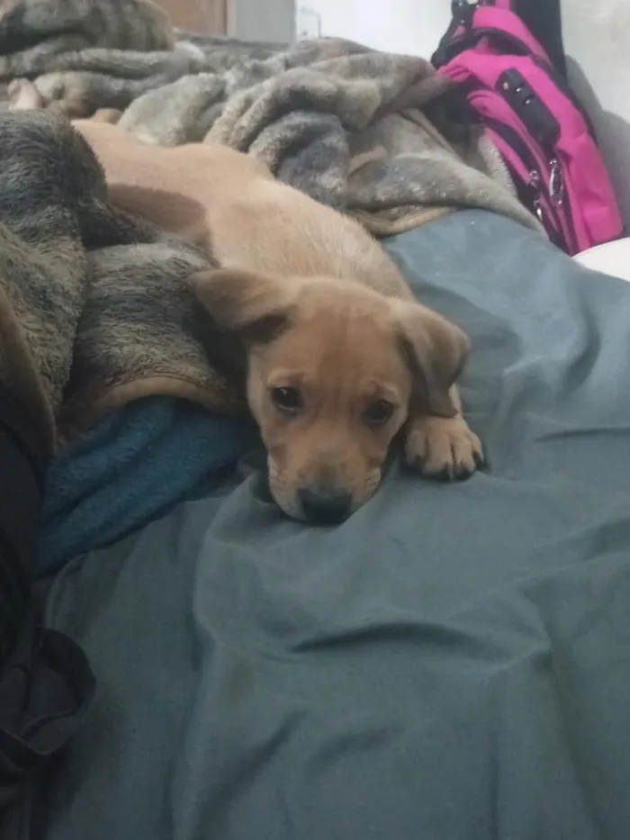 Cachorro raça SRD-ViraLata idade 2 a 6 meses nome Kayla 