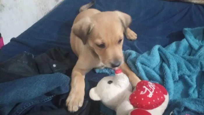 Cachorro raça SRD-ViraLata idade 2 a 6 meses nome Kayla 