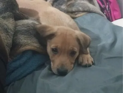 Cachorro raça SRD-ViraLata idade 2 a 6 meses nome Kayla 