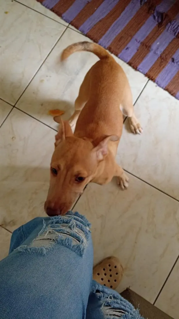 Cachorro raça SRD-ViraLata idade 1 ano nome skin