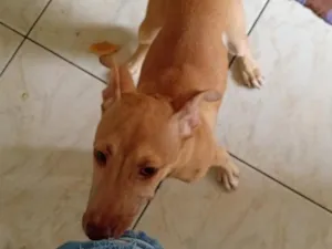 Cachorro raça SRD-ViraLata idade 1 ano nome skin