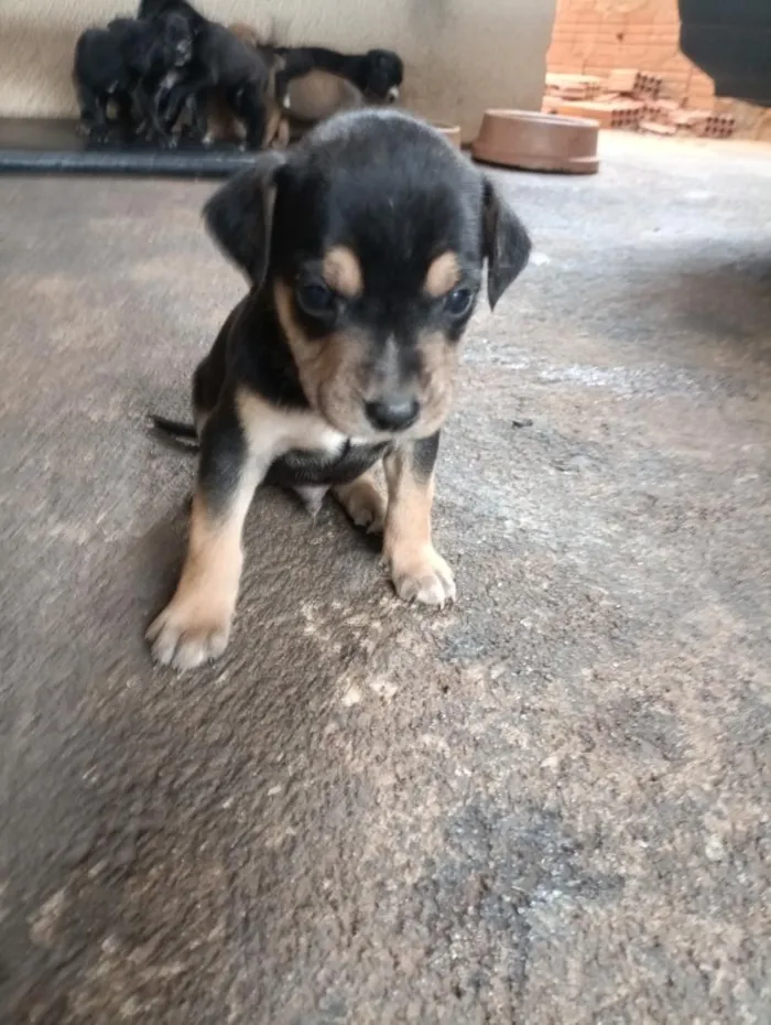 Cachorro raça SRD-ViraLata idade Abaixo de 2 meses nome !