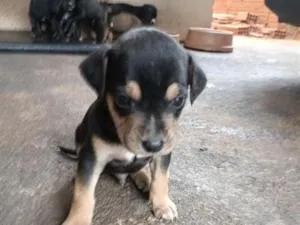 Cachorro raça SRD-ViraLata idade Abaixo de 2 meses nome !