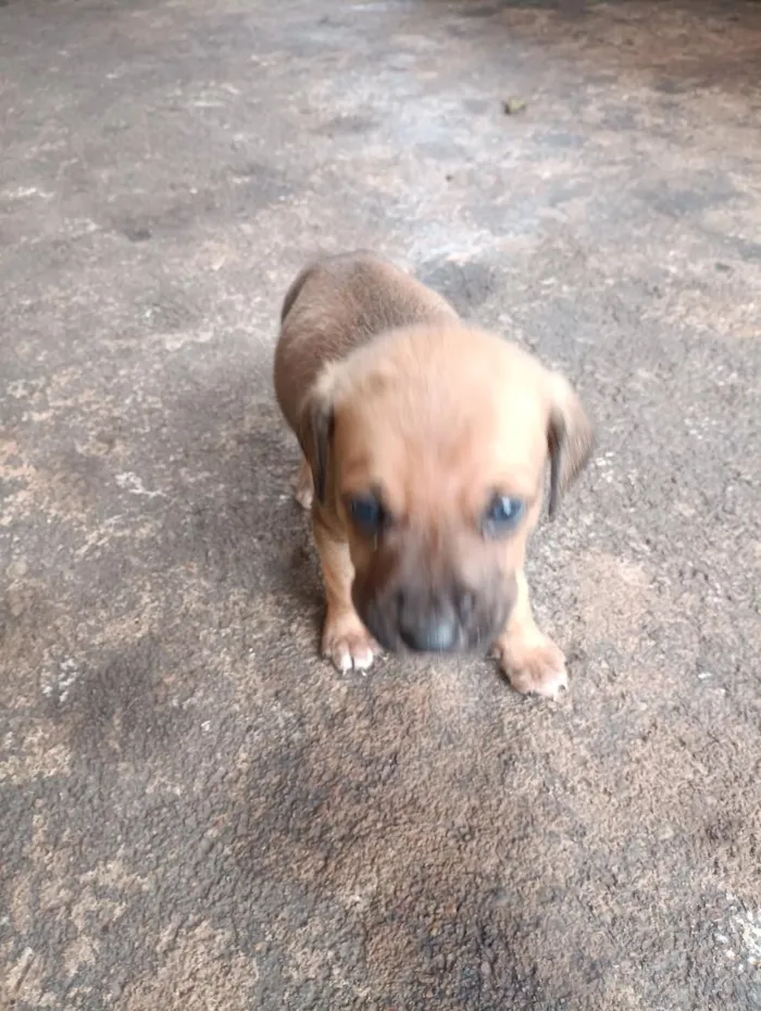 Cachorro raça SRD-ViraLata idade Abaixo de 2 meses nome ...