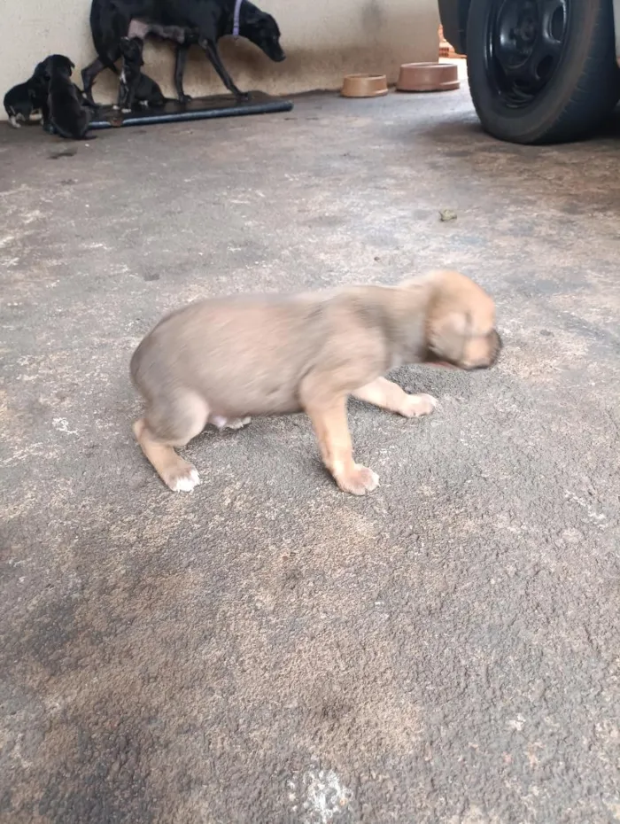 Cachorro raça SRD-ViraLata idade Abaixo de 2 meses nome ...