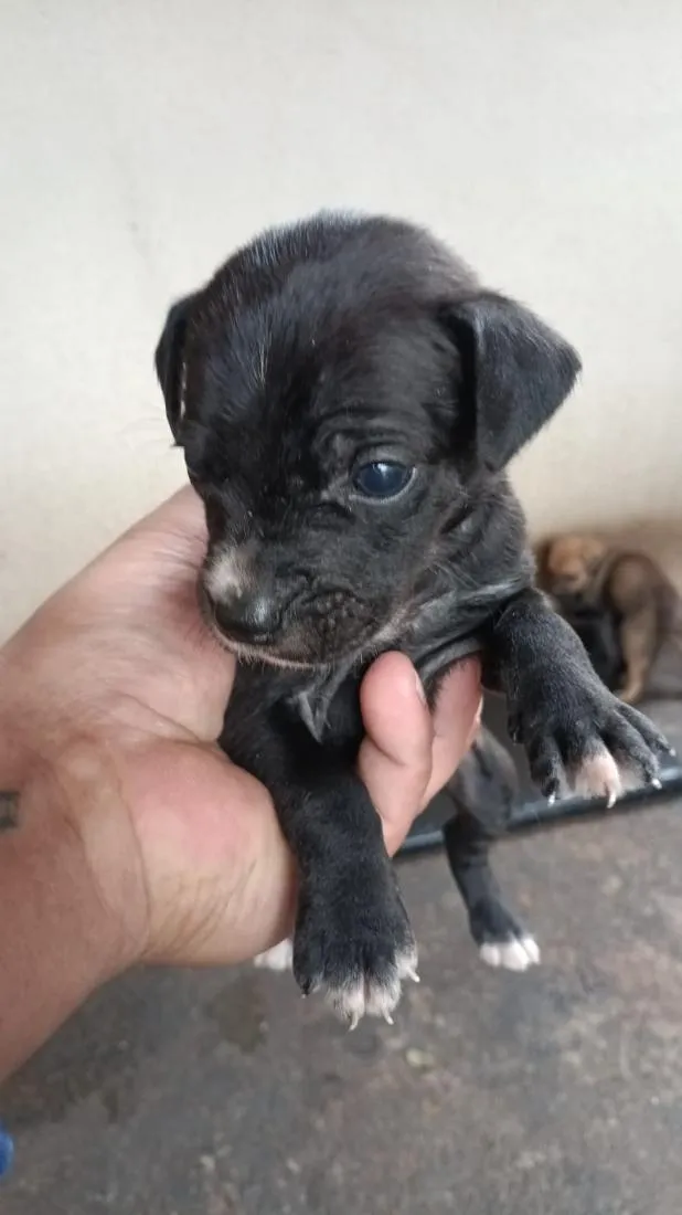 Cachorro raça SRD-ViraLata idade 2 a 6 meses nome ...