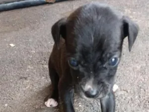 Cachorro raça SRD-ViraLata idade 2 a 6 meses nome ...