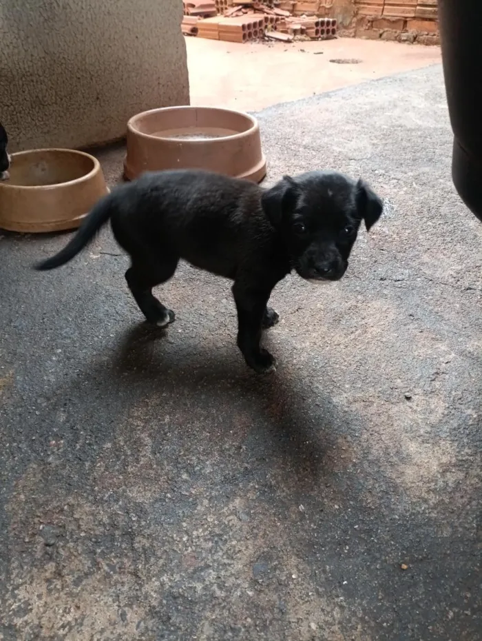 Cachorro raça SRD-ViraLata idade 2 a 6 meses nome ...