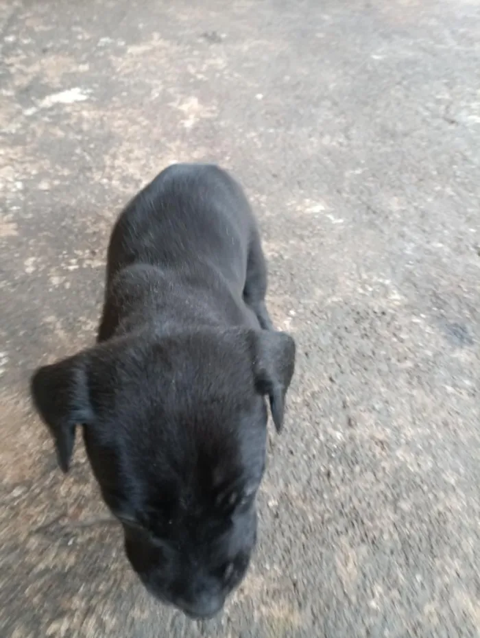 Cachorro raça SRD-ViraLata idade 2 a 6 meses nome ...