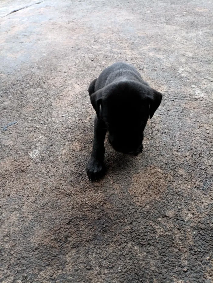 Cachorro raça SRD-ViraLata idade 2 a 6 meses nome ...