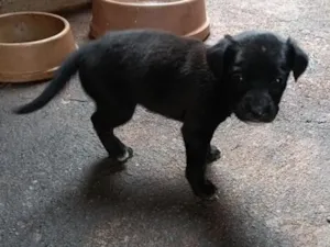 Cachorro raça SRD-ViraLata idade 2 a 6 meses nome ...