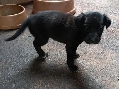 Cachorro raça SRD-ViraLata idade 2 a 6 meses nome ...