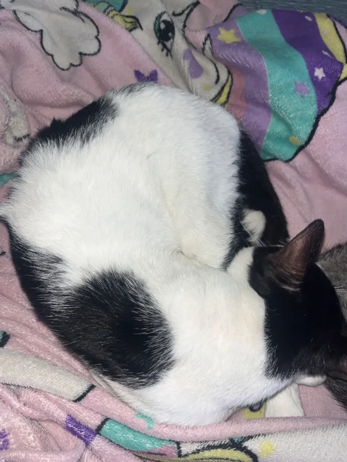 Gato raça SRD-ViraLata idade 1 ano nome Tom