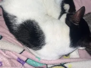 Gato raça SRD-ViraLata idade 1 ano nome Tom