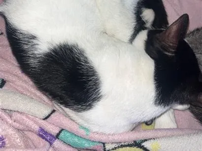 Gato raça SRD-ViraLata idade 1 ano nome Tom