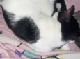 Tom