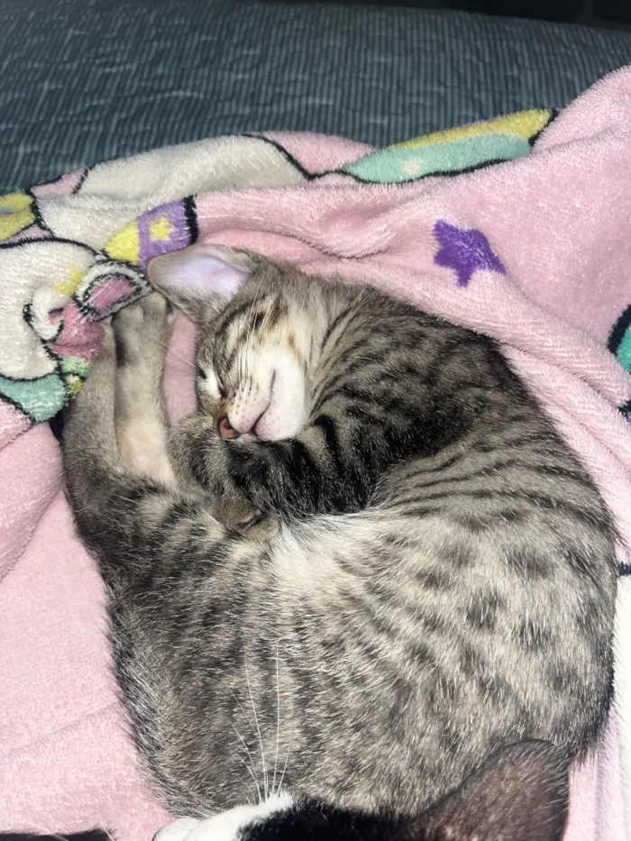 Gato raça SRD-ViraLata idade 2 a 6 meses nome Apolo