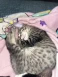 Apolo