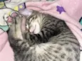 Apolo