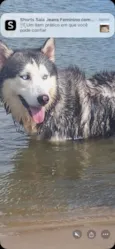 Apolo