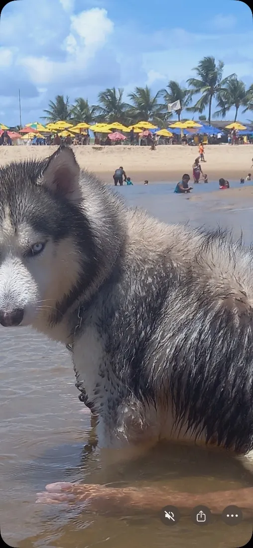 Cachorro raça SRD-ViraLata idade 3 anos nome Apolo