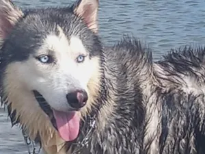 Cachorro raça SRD-ViraLata idade 3 anos nome Apolo