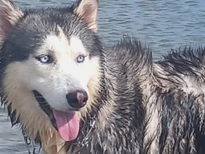 Cachorro raça SRD-ViraLata idade 3 anos nome Apolo