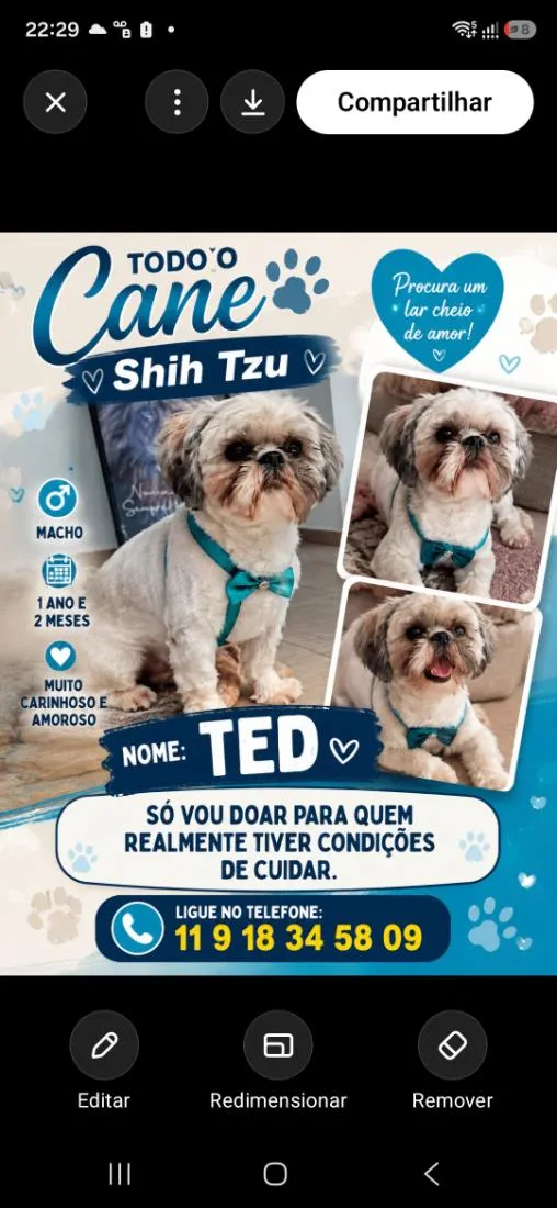Cachorro raça Shitzu idade 1 ano nome Ted