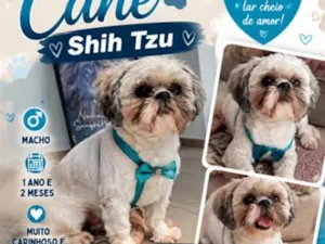 Cachorro raça Shitzu idade 1 ano nome Ted