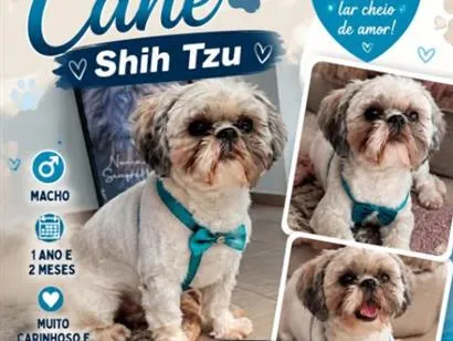 Cachorro raça Shitzu idade 1 ano nome Ted
