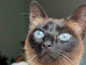 Gato raça SRD-ViraLata idade 6 ou mais anos nome Ágata
