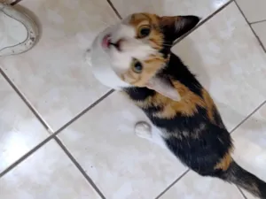 Gato raça SRD-ViraLata idade 2 anos nome Jade