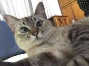 Gato raça SRD-ViraLata idade 6 ou mais anos nome Gucci