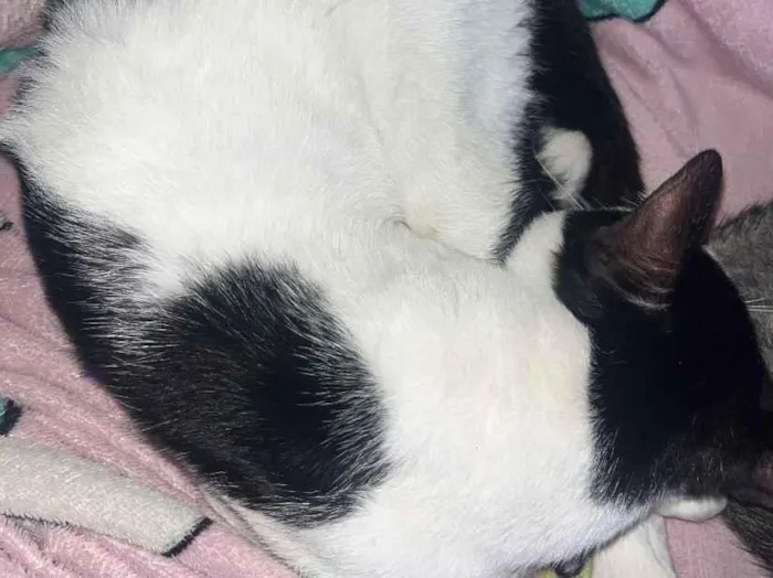 Gato raça SRD-ViraLata idade 1 ano nome Tom