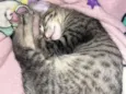 Apolo