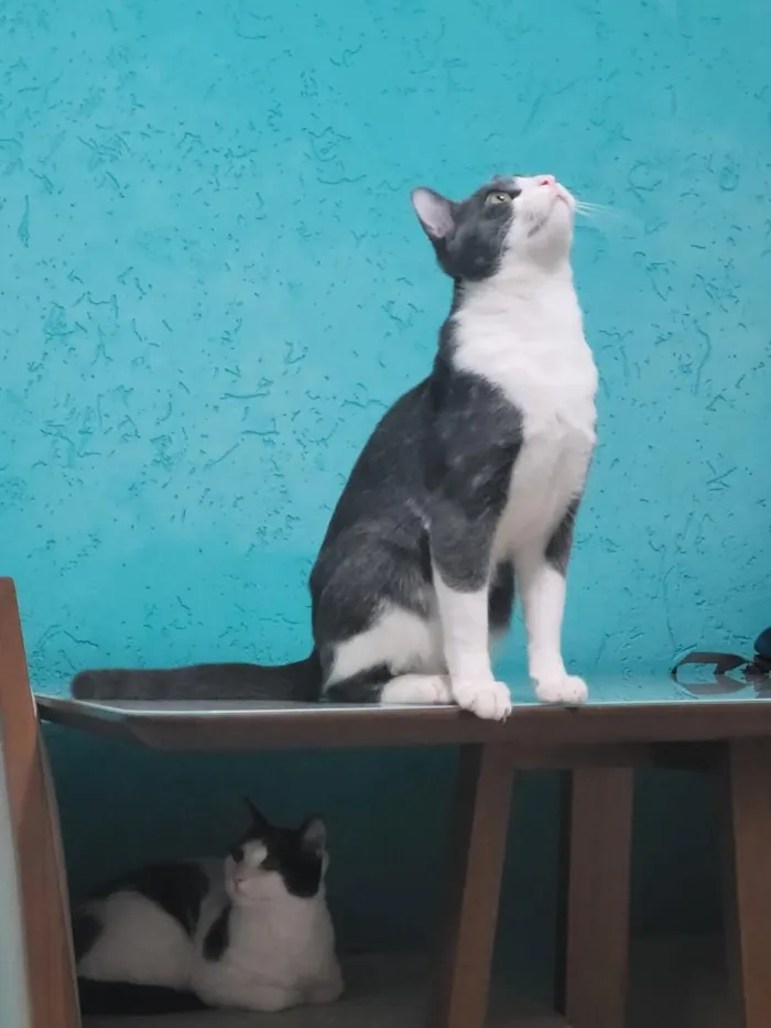 Gato raça SRD-ViraLata idade 3 anos nome Dexter e Tom