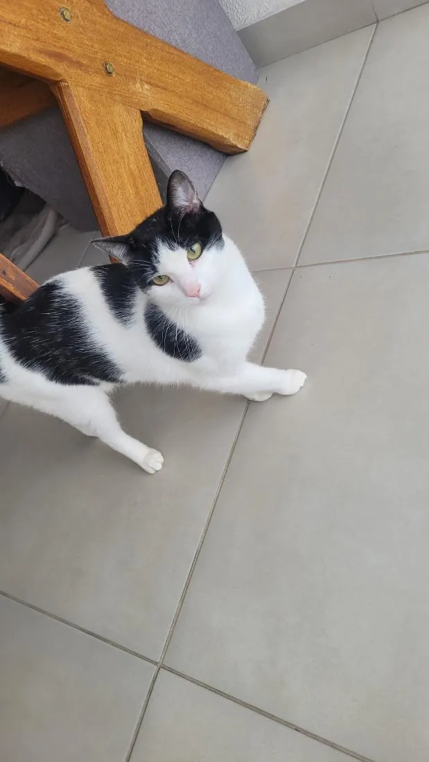 Gato raça SRD-ViraLata idade 3 anos nome Dexter e Tom