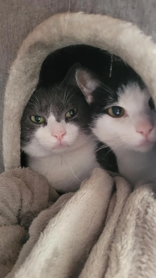 Gato raça SRD-ViraLata idade 3 anos nome Dexter e Tom