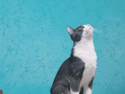 Gato raça SRD-ViraLata idade 3 anos nome Dexter e Tom