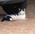 Mingau